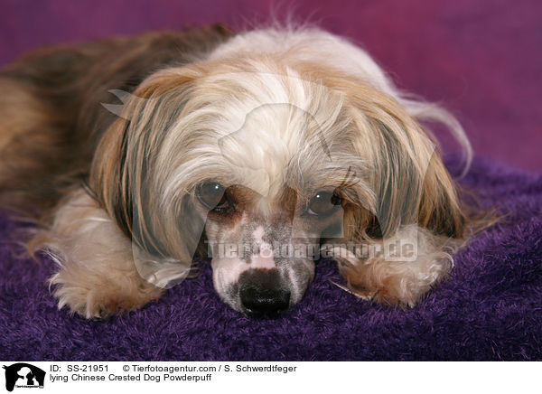 liegender Chinese Crested Dog Powderpuff / lying Chinese Crested Dog Powderpuff / SS-21951