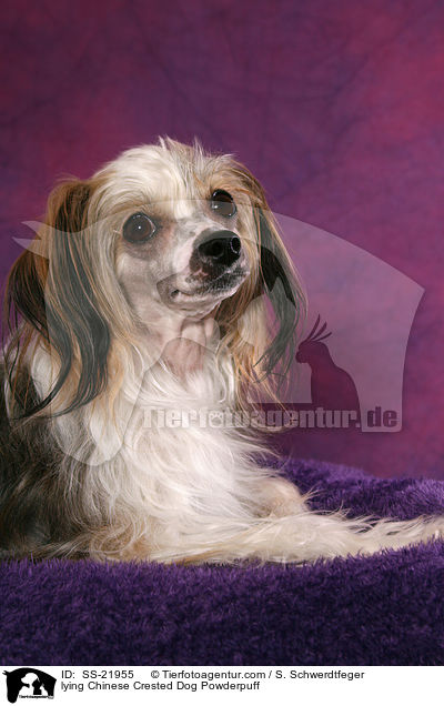 liegender Chinese Crested Dog Powderpuff / lying Chinese Crested Dog Powderpuff / SS-21955