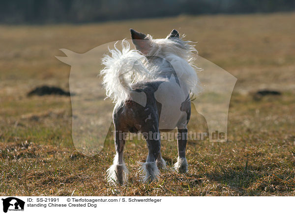 standing Chinese Crested Dog / SS-21991