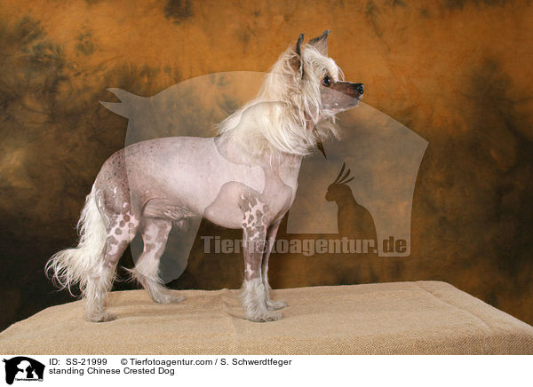 standing Chinese Crested Dog / SS-21999