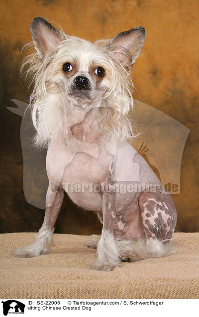 sitzender Chinese Crested Dog / sitting Chinese Crested Dog / SS-22005