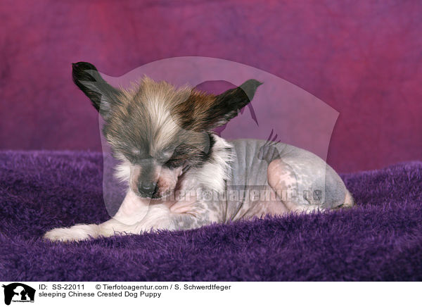 schlafender Chinese Crested Dog Welpe / sleeping Chinese Crested Dog Puppy / SS-22011