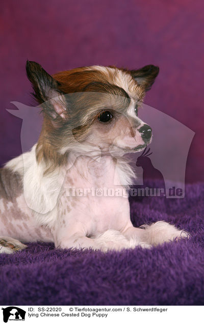 liegender Chinese Crested Dog Welpe / lying Chinese Crested Dog Puppy / SS-22020