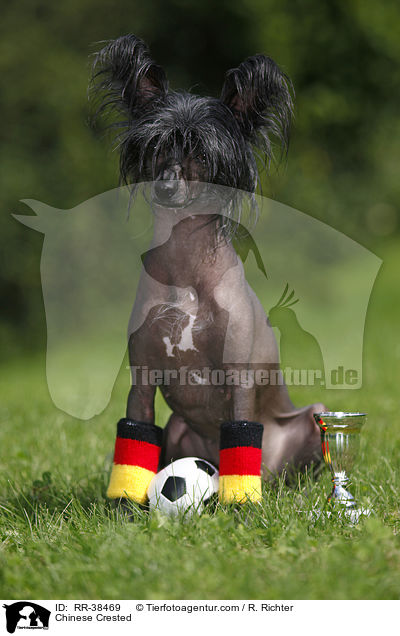 Chinesischer Schopfhund / Chinese Crested / RR-38469