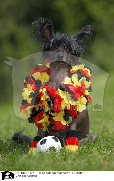 Chinesischer Schopfhund / Chinese Crested / RR-38471