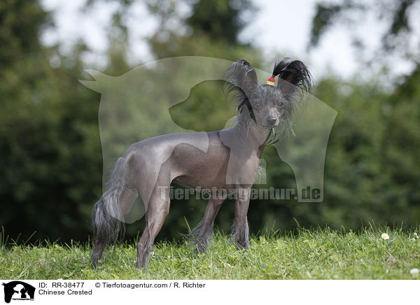 Chinesischer Schopfhund / Chinese Crested / RR-38477