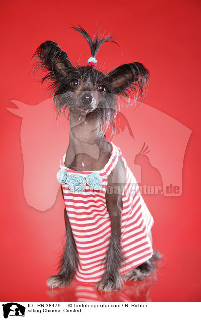 sitzender Chinesischer Schopfhund / sitting Chinese Crested / RR-38479