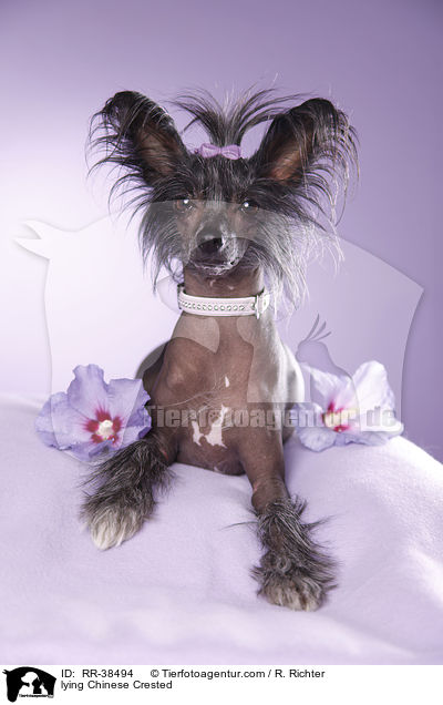 liegender Chinesischer Schopfhund / lying Chinese Crested / RR-38494