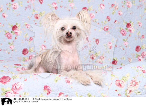 liegender Chinesischer Schopfhund / lying Chinese Crested / JH-18581