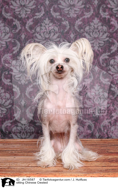 sitzender Chinesischer Schopfhund / sitting Chinese Crested / JH-18587