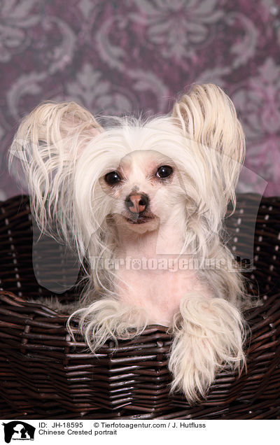 Chinesischer Schopfhund Portrait / Chinese Crested portrait / JH-18595