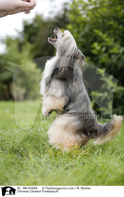 Chinese Crested Powderpuff / Chinese Crested Powderpuff / RR-55889