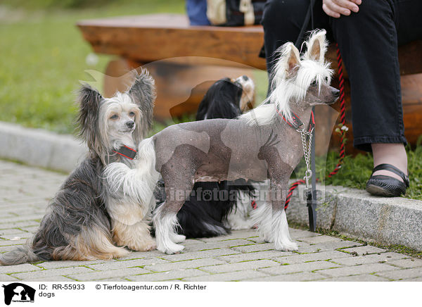 Hunde / dogs / RR-55933