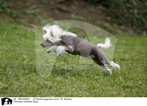 Chinese Crested Dog / RR-55954