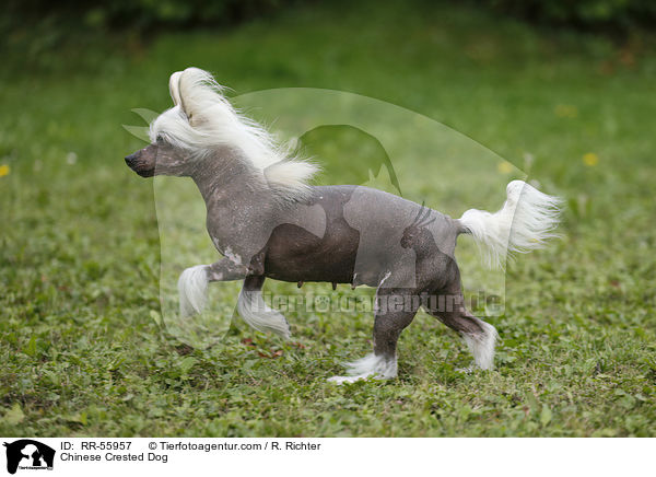 Chinese Crested Dog / RR-55957