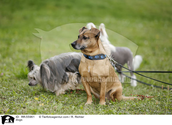 Hunde / dogs / RR-55961