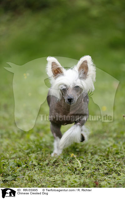 Chinese Crested Dog / RR-55995