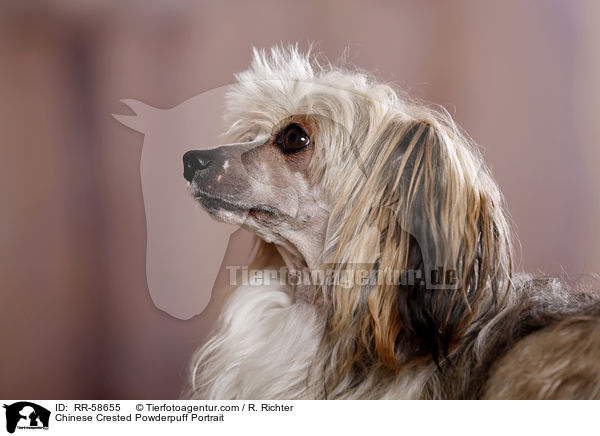 Chinese Crested Powderpuff Portrait / Chinese Crested Powderpuff Portrait / RR-58655