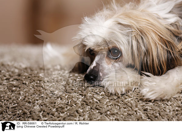 liegender Chinese Crested Powderpuff / lying Chinese Crested Powderpuff / RR-58661