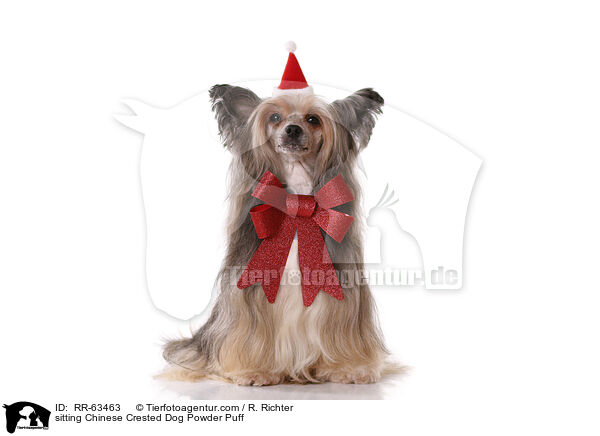 sitzender Chinesischer Schopfhund / sitting Chinese Crested Dog Powder Puff / RR-63463