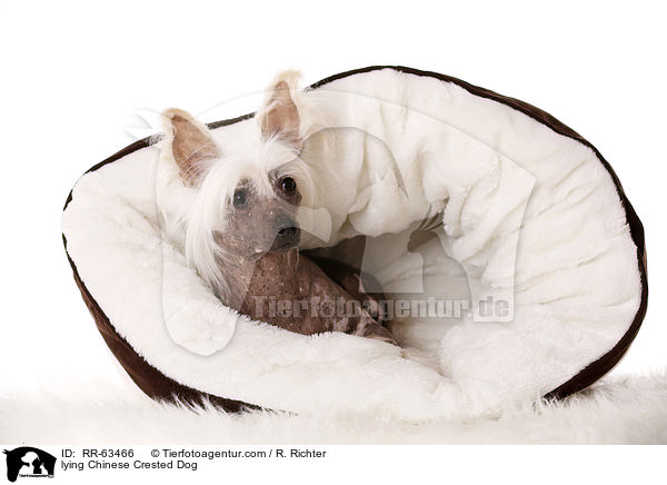 lying Chinese Crested Dog / RR-63466