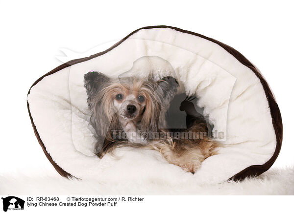 lying Chinese Crested Dog Powder Puff / RR-63468