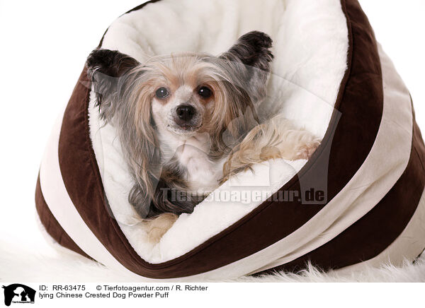 liegender Chinesischer Schopfhund / lying Chinese Crested Dog Powder Puff / RR-63475