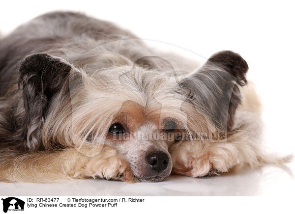 lying Chinese Crested Dog Powder Puff / RR-63477