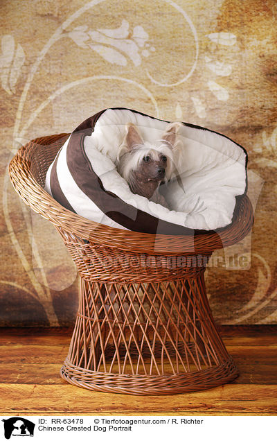 Chinesischer Schopfhund Portrait / Chinese Crested Dog Portrait / RR-63478