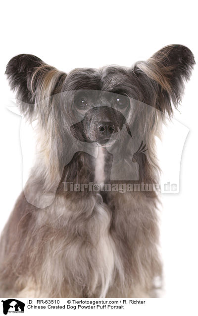 Chinesischer Schopfhund Portrait / Chinese Crested Dog Powder Puff Portrait / RR-63510