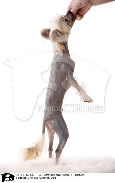Chinesischer Schopfhund macht Mnnchen / begging Chinese Crested Dog / RR-63527