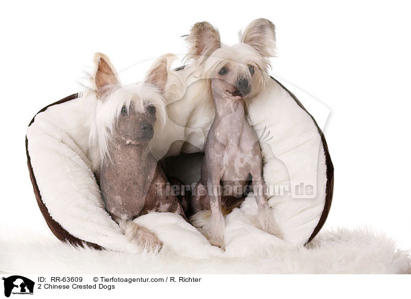 2 Chinesische Schopfhunde / 2 Chinese Crested Dogs / RR-63609