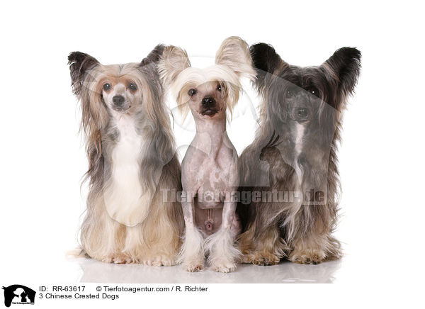 3 Chinesische Schopfhunde / 3 Chinese Crested Dogs / RR-63617