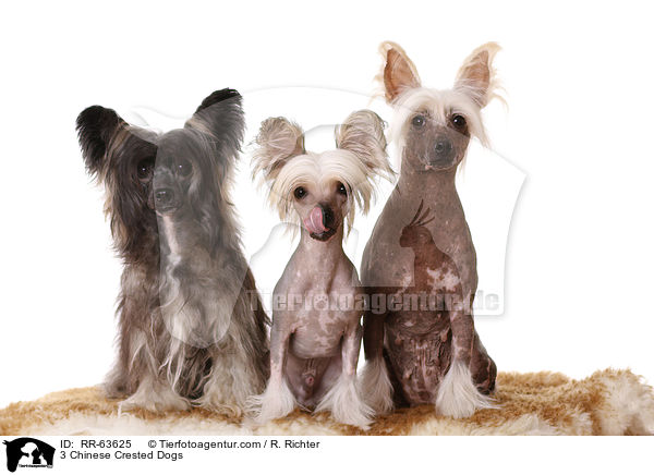 3 Chinese Crested Dogs / RR-63625