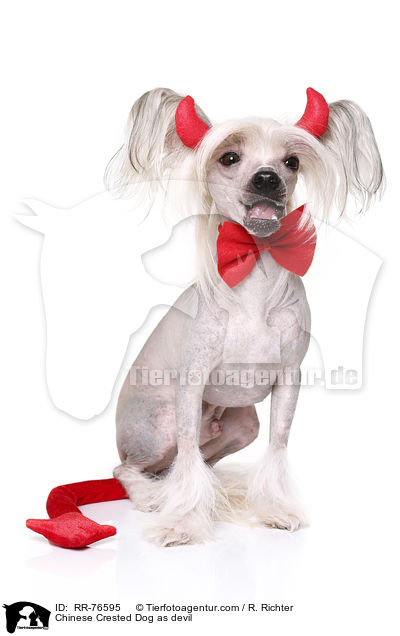 Chinesischer Schopfhund als Teufel / Chinese Crested Dog as devil / RR-76595