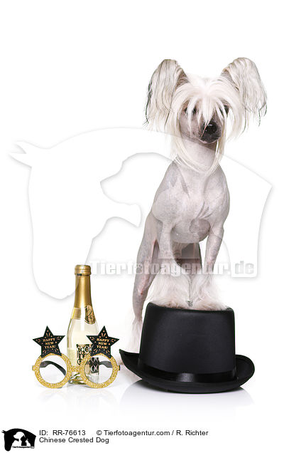 Chinesischer Schopfhund / Chinese Crested Dog / RR-76613