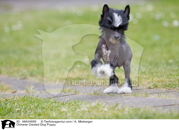 Chinese Crested Dog Puppy / AM-04895