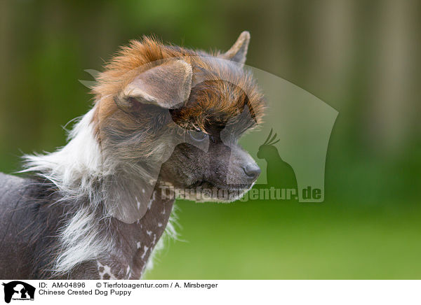 Chinese Crested Dog Puppy / AM-04896