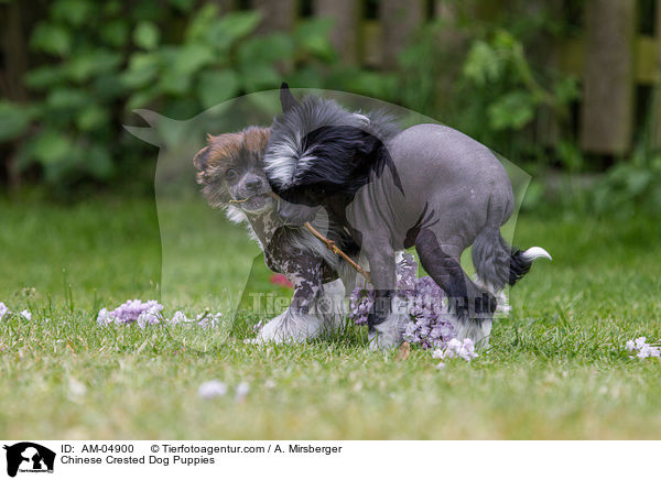 Chinese Crested Dog Puppies / AM-04900