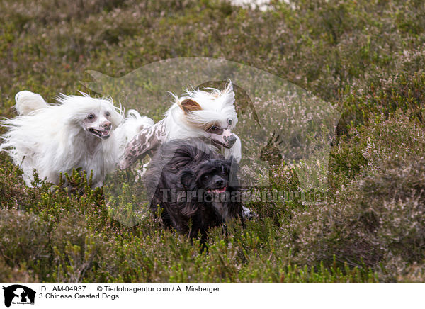 3 Chinese Crested Dogs / 3 Chinese Crested Dogs / AM-04937