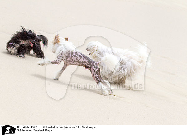 3 Chinese Crested Dogs / 3 Chinese Crested Dogs / AM-04961