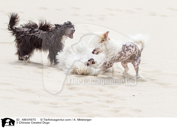 3 Chinese Crested Dogs / 3 Chinese Crested Dogs / AM-04970