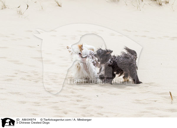 3 Chinese Crested Dogs / AM-04974