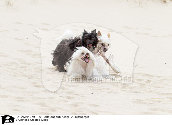 3 Chinese Crested Dogs / AM-04979