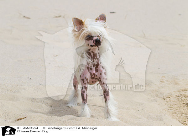 Chinese Crested Dog / AM-04994