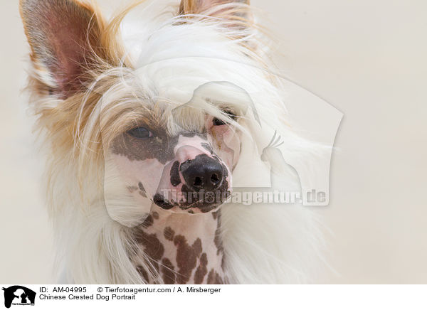 Chinese Crested Dog Portrait / AM-04995