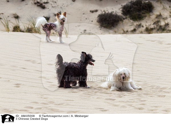 3 Chinese Crested Dogs / AM-05008