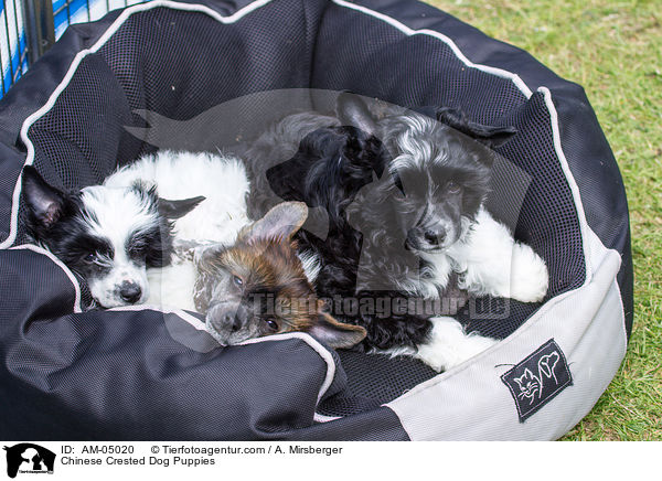 Chinese Crested Dog Puppies / AM-05020
