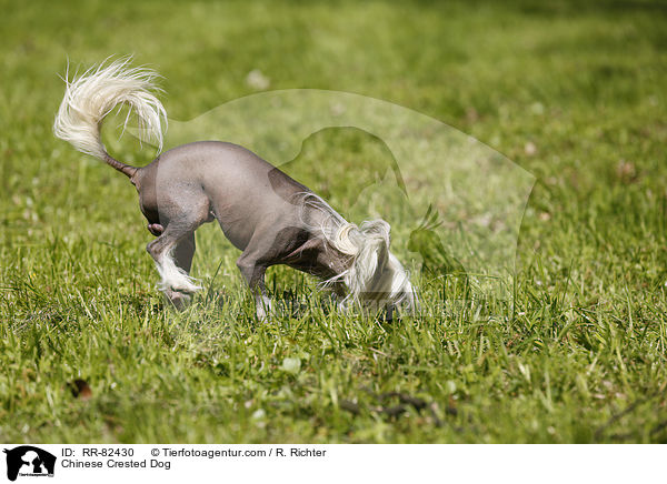 Chinese Crested Dog / Chinese Crested Dog / RR-82430