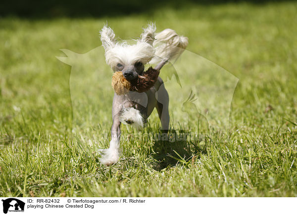 spielender Chinesischer Schopfhund / playing Chinese Crested Dog / RR-82432